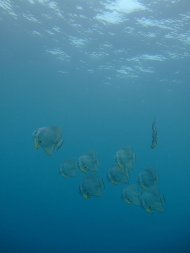 1本目　渡嘉敷島　ムチズニ<br /><br />ツバメウオが少し群れてました。