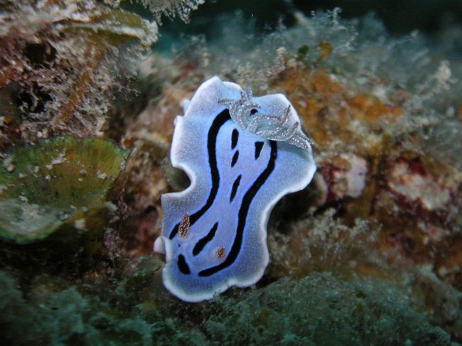 ミゾレウミウシ