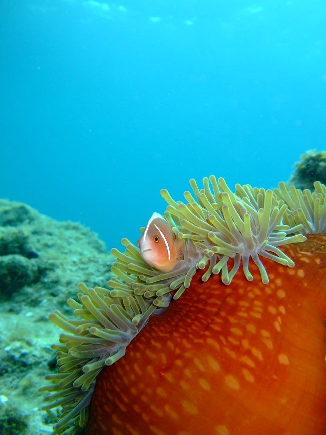 ハナビラクマノミ