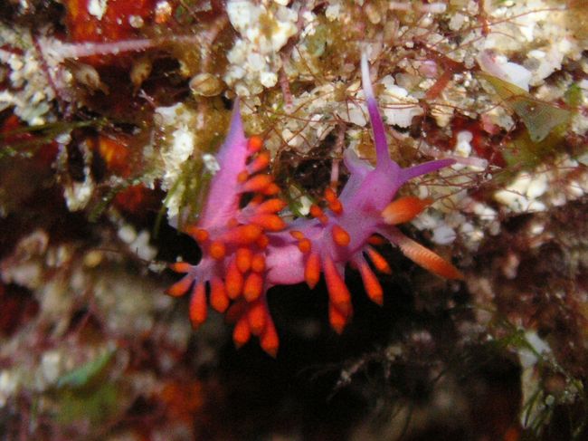 ルージュミノウミウシ<br /><br />かわいい♪これも自分で発見！