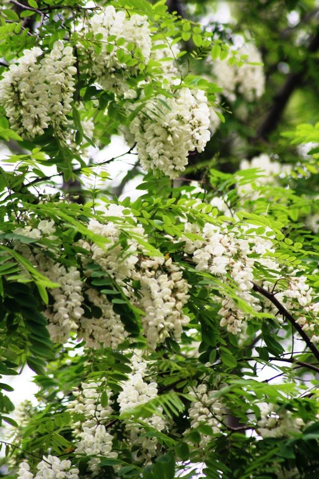白い花がぶどうの房のように、今にもこぼれ落ちるほど垂れ下がっています。
