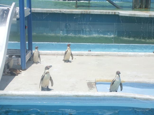 園内はいるとすぐにペンギンゾーン？です。この日はかなり暑かったんですが、彼らは日向ぼっこをしていました。