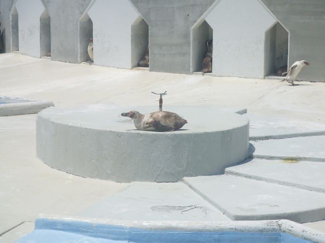 彼らのくつろぎ方はそれぞれ…わが道をいくペンギンも…