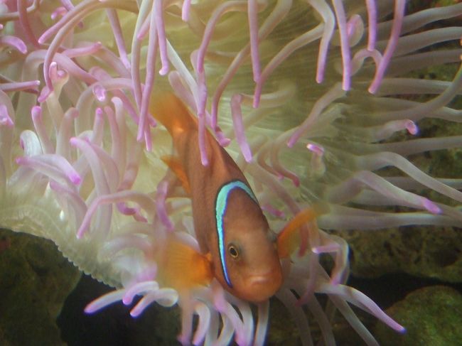 私は水族館に行くと必ずクマノミを撮るんですが、何故かこの子はかわいく撮れませんでした^^;