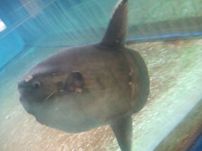 ここのウリのマンボウ君です。最初はでかっと思ったんですが、すぐそばをエイが泳いでいたので次第に小さく感じました。