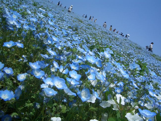 ひたち海浜公園 ネモフィラを求めて ひたちなか 茨城県 の旅行記 ブログ By Takekoさん フォートラベル