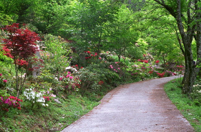 もうひとつ最高だったのが花の庭です。<br />長安寺は花の寺としても知られていて、季節ごとに境内は色々な花や紅葉で彩られるのだそう。<br /><br />この時期はシャクナゲとツツジが満開でした。山の斜面につくられた一面のシャクナゲ園で、しばらく花を愛でながらの散歩を楽しみました。珍しい真っ赤のシャクナゲがたくさん咲いていてきれいでした。