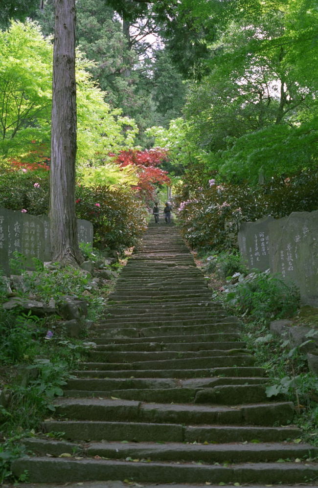山寺らしい、長安寺の石段。<br />この石段の上にシャクナゲ園が広がっていました。
