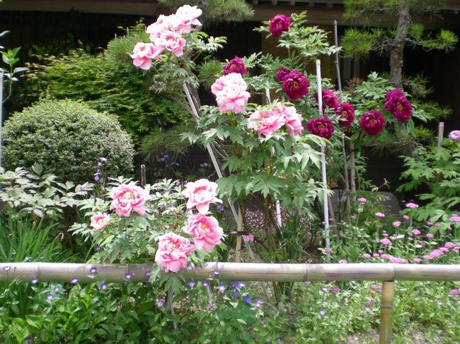 気を取り直して境内を散策しました。<br />花壇では牡丹の花が今まさに満開。紫色の都忘れも清楚な花をゆらしていました。