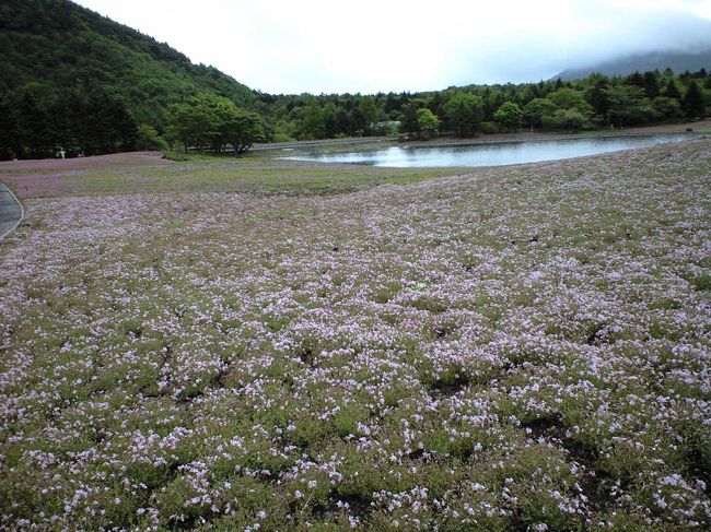 多分もう散ってしまっているかも，，と思いつつも，通り道だったこともあり，本栖湖近くの芝桜まつりへ。<br />想像以上にしょぼい芝桜（既に散りはて）にもかかわらず，しっかりと正規の入場料にくわえ，駐車場代までとられ，全員大ブーイング。<br /><br />さっきの白糸の滝といい，ここといい，駐車料金はしっかりとるわ，お手洗いは買い物客にしか貸さないわ，押し売りは激しいわ，，で，このへんのイメージ悪くなりましたわ。<br />いや，景色自体はとても素敵なんだけどね，，，