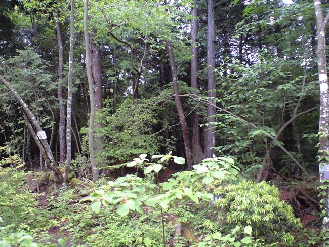 この辺りは青木ヶ原樹海とつながっているらしい！