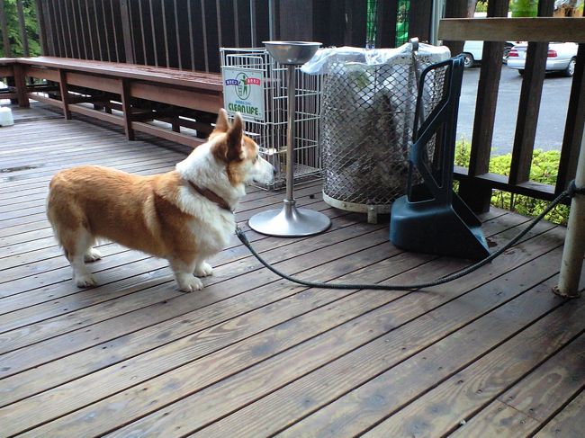 入り口に可愛いワンちゃんがいたので癒されました。