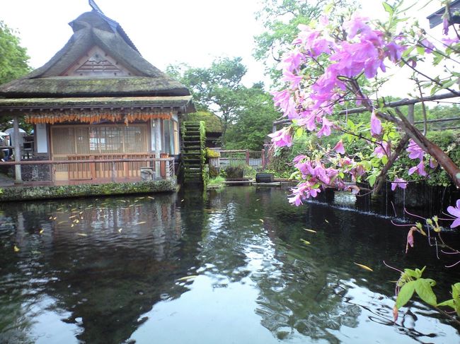 春の花と池と，昔風の建物がいい感じのコントラスト。
