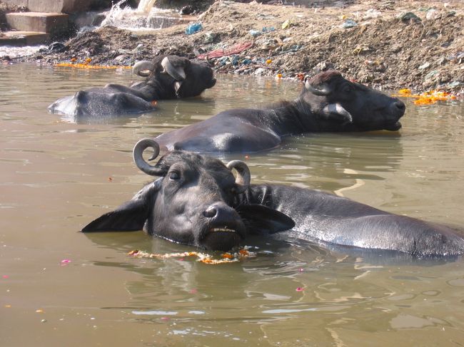 牛も沐浴。<br />気持ちよさそ〜！