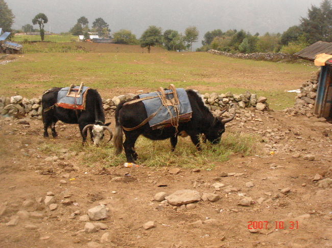 ヤクも草をはみ。