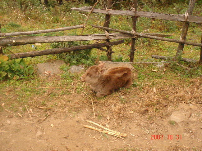 牛の赤ちゃん発見。