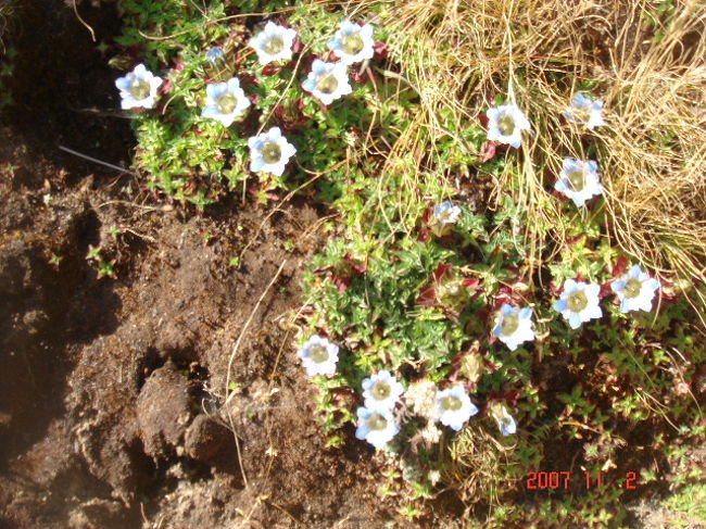 花もありました。
