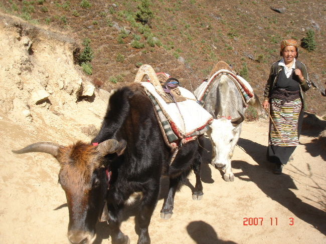 第4日目はタンボチェへ移動。<br />村のおばちゃん、ヤクと一緒にご出勤。