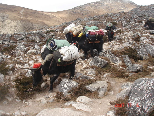 ヤクも頑張って荷物を運んでいました。