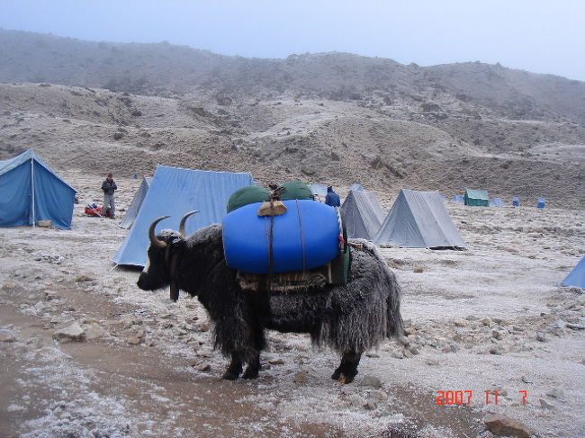 あまりの寒さにヤクの毛も凍っています。