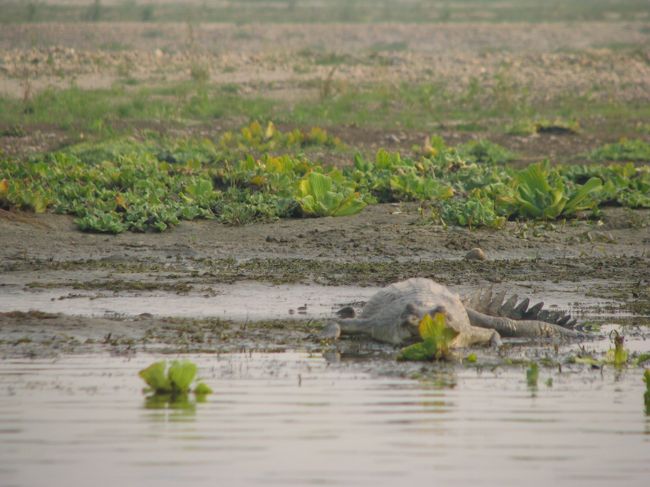とっても分かりにくいけどワニ。<br />ウォーリーを探せレベルでどこにいるのか分からないな〜。<br />