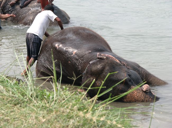 川で洗われるゾウ。<br />私も洋服のまま川に入ってゾウを洗わせてもらったんだけど・・・ロープも足場もないゾウに乗るのに苦労した！<br />こんな体重の重い私が踏んづけまくってしまってごめんね、ゾウよ。
