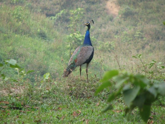 孔雀。<br />たぶん四六時中鳴き声が聞こえるのでめちゃめちゃ居るんだと思う。<br />野生のを餌付けしてたしな。<br />でもこの時見れたのはメスのこれだけ。<br />残念。
