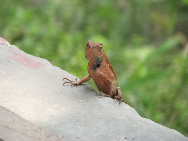 泊まっていたホテルによく現れてたトカゲ。<br />ん〜〜〜可愛い！！<br />捕まえようとしたけどやっぱ素早くて私の身体能力ではとても無理でした（笑）