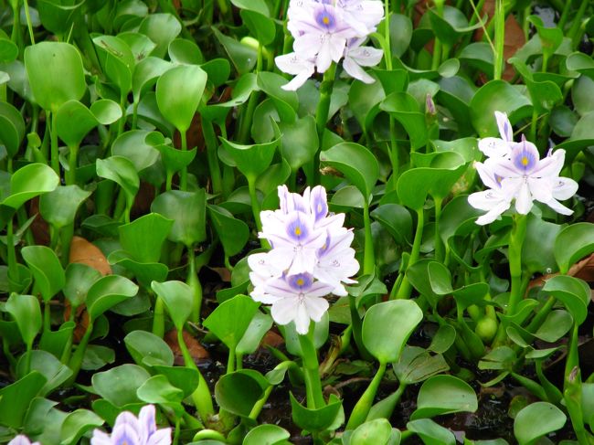 これがいっぱい湖に生えている。<br />あー名前忘れちゃったなぁ。<br />なんだっけこれ。<br />とっても綺麗。