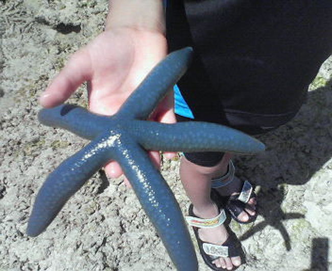 ヒトデなんかも〜<br /><br />http://blog.goo.ne.jp/yoshikawasuisan02/e/a984d231a11340c4d2e6f58e126598b7