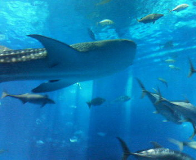 ちゅら海水族館にも行ってきました〜<br />http://blog.goo.ne.jp/yoshikawasuisan02/e/4500f116ebc6e52587aea86cac67dbe6<br /><br />http://blog.goo.ne.jp/yoshikawasuisan02/e/b3e0b6abdc90ffb682eee81c654cb50b