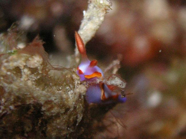 トルンナ・プルプロペディス<br />舌噛みそう・・・。<br /><br />32mでハゼに会いに行く途中で発見。<br /><br />この時点でデコまであと2分。<br />ガイドさんがスレートに「ハゼ場」<br />と書いてくれたけど、<br />私はダイコンを必死でアピール。<br /><br />ひとり空しく浅場へ移動・・・。