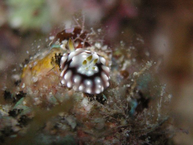 キカモヨウウミウシのおちびちゃん。<br />おしりからの撮影で(*^^;;<br /><br />結局、ハゼは誰も見ることができず。<br /><br />だって、30m以深に行くのに、<br />かなりゆっくり行ってたし、<br />7人も居ると、被写体ひとつの撮影に時間が・・・。