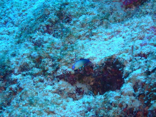 撮影中、デコを出してしまい、<br />ダイコンがかなりうるさい事に。<br /><br />それでもしつこく撮影・・・。