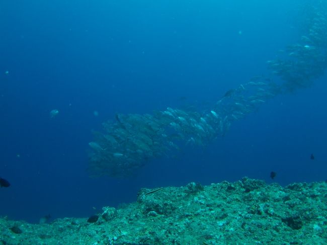 2本目　イマズニ<br /><br />連続して有名ポイントへ！<br />エントリーしてすぐにギンガメ登場。