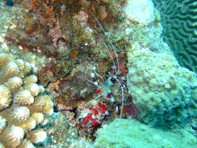 抱卵中のオトヒメエビ