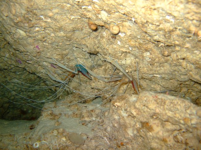 クメジマアカスジシラヒゲエビ<br /><br />久米島の固有種だそうで。<br />ペアでメスは抱卵中。<br /><br />しかし、穴の奥深くに入っての観察。<br />ライト所持者はガイド他私と１名。<br /><br />かなり狭い穴の奥だったため、<br />人が出入りする度に砂が舞い、<br />後半の人は見ること出来ず。<br /><br />しかも私はライト役だった為、<br />砂だらけで全く視界が無くなった穴から最後に脱出。<br />友の持つライトの明かりだけを頼りに<br />手探りで這って行く・・・。<br /><br />かなり恐怖でしたよ。<br />視界ゼロ、最後尾。<br /><br />穴から脱出後、思わず人数数えちゃいました。