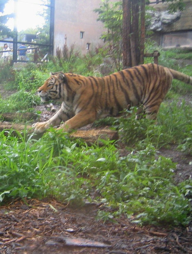 旭山動物園と白金温泉 旭川 北海道 の旅行記 ブログ By めーてる隊長さん フォートラベル