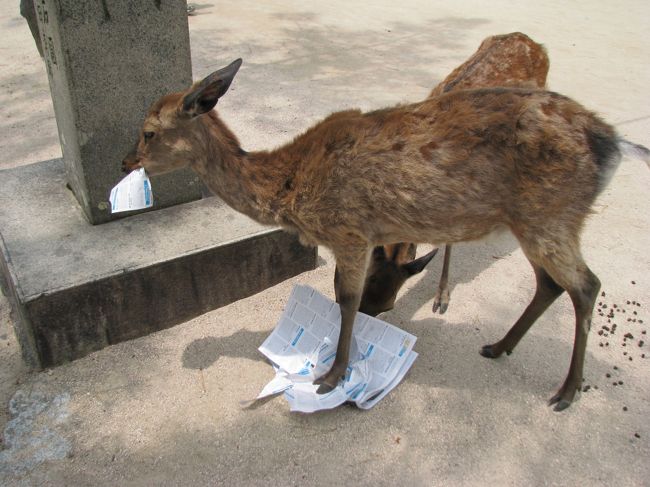 雑誌？か何かを食べるシカ達。<br />紙でも何でも食べるんだよな〜でも紙とか食べるの良くないから捨てちゃダメ！！<br />それにしても食べ物の気配を感じるとどこまでも着いてきて結構嫌だ。<br />小学校の遠足では弁当を食べられる奴が必ず一人は出ます・・・。