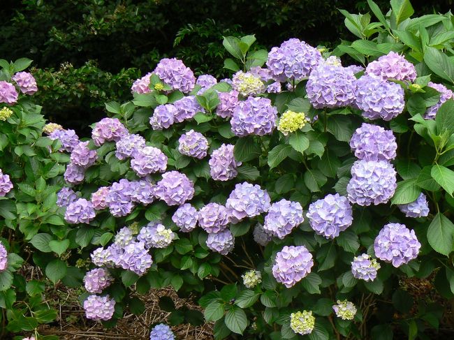 身近なところにすごい紫陽花があったんだ 牧之原市 榛原 の秋葉公園で紫陽花祭り 牧之原 静岡県 の旅行記 ブログ By Ittsuan123jpさん フォートラベル