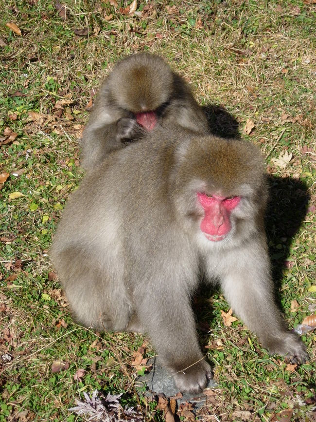 中禅寺湖　Chuzenji Lake<br />日光といえば、やっぱり猿？