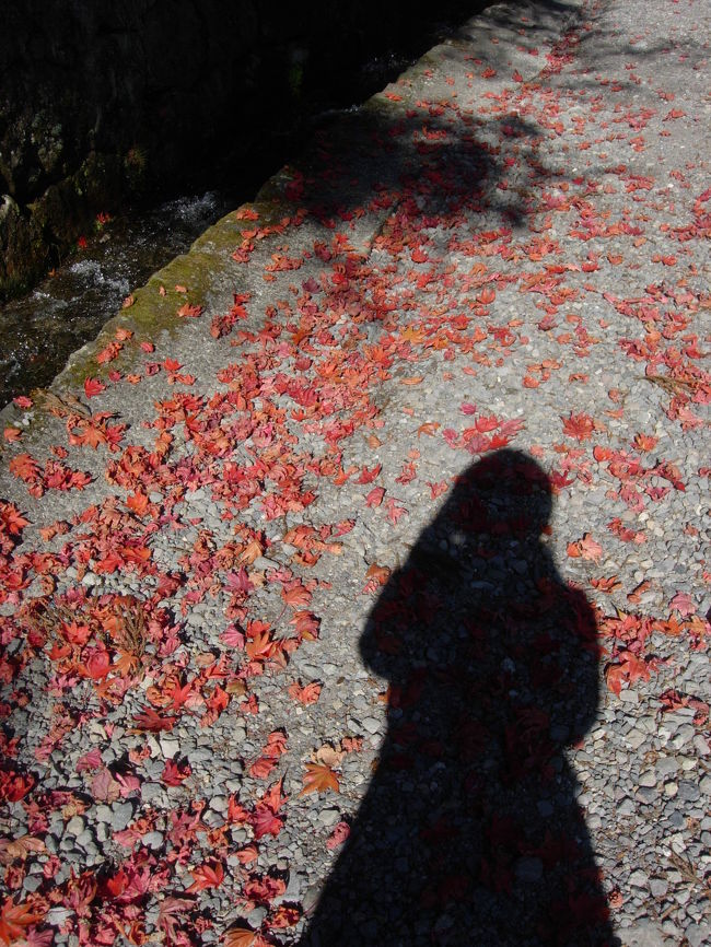 東照宮　Toshogu<br />紅葉の散る参道。