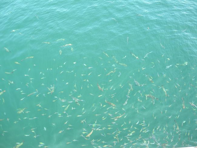 これ、全部さかな！