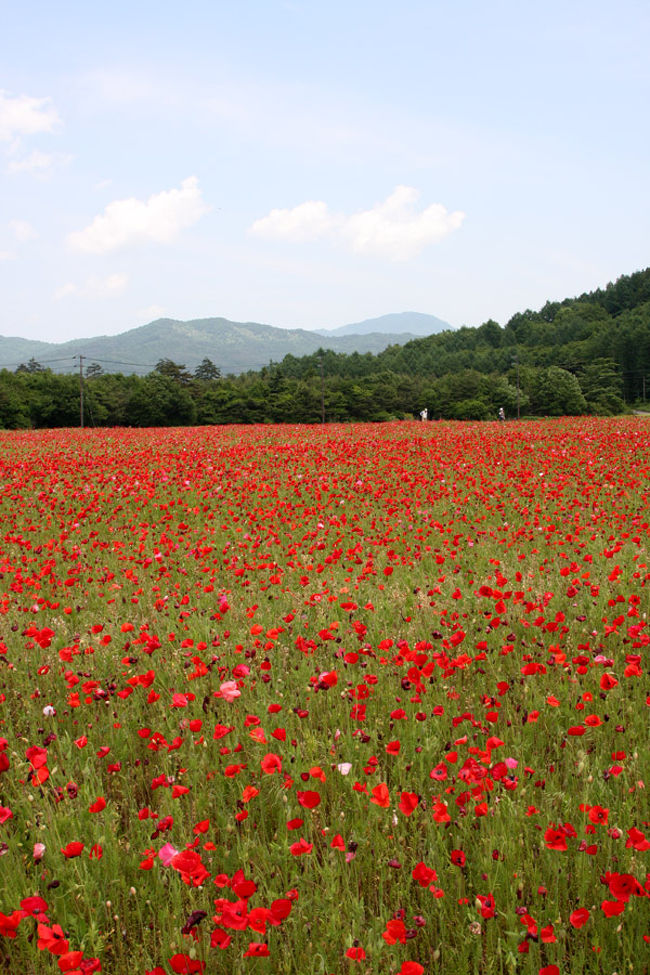 時期が終わりかけていますが、ポピーの花のようです。<br />ポピーと聞くと、車にポピ〜を思い出してしまいます。<br />今の若い人は知らないんだろうな･･･
