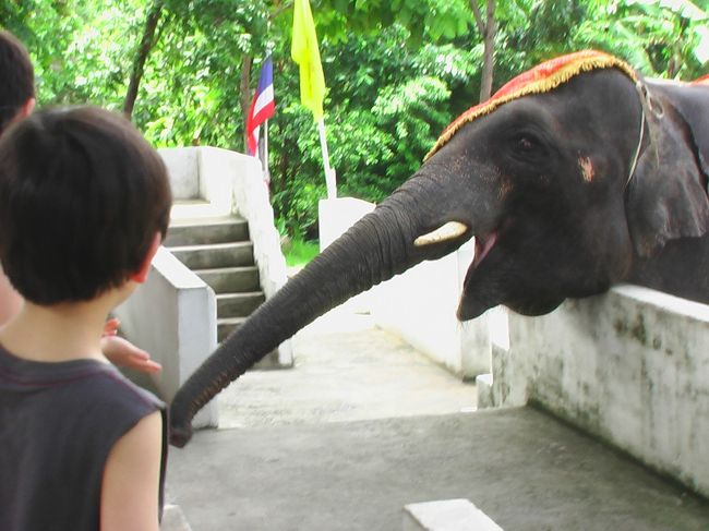 子ども達は、象がハナを伸ばしてくるので、そっちの方が興味あるみたいで、ショーは半分くらいしか見ていないかも。