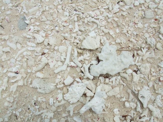 浜には、白化したサンゴ礁がたくさんありました。