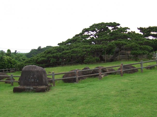 五枝の松。<br />樹齢約250年の琉球松だそうです。<br />間近で見ると、すごい迫力でした。