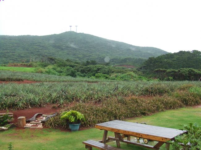 パイナップル畑