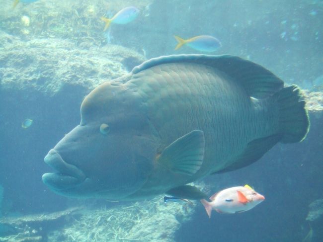 珍しい魚を発見！