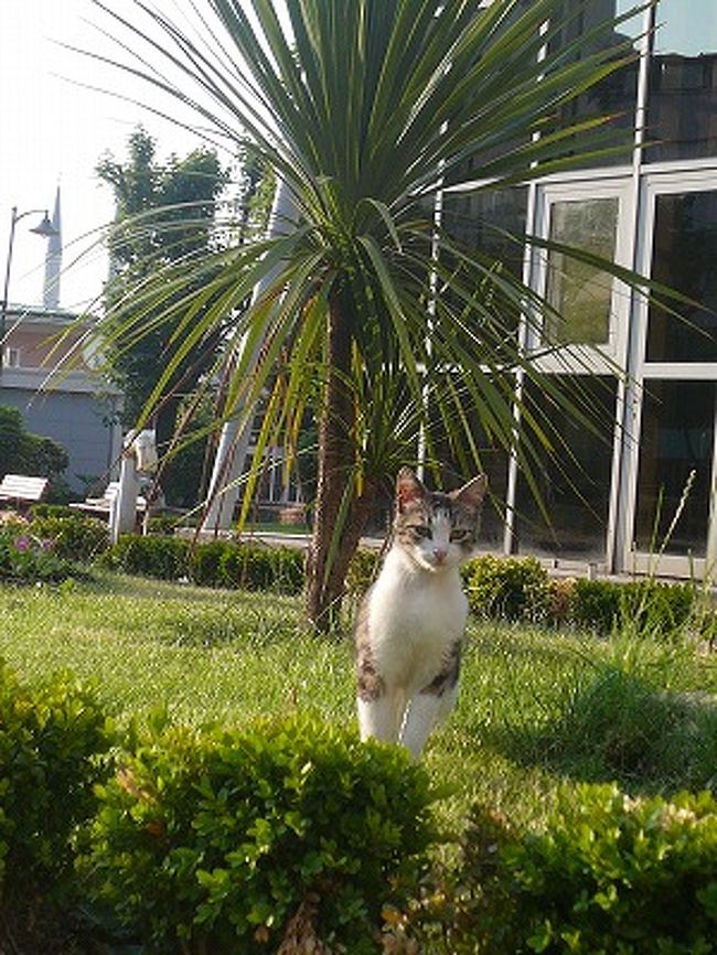 野良猫天国イスタンブール★<br />そこら辺にいます。<br />猫が好きな娘は、猫を見るために散歩に行きたいと言っていたほど。<br />きれいな猫。